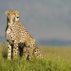 Business 1 image AFRICA VENTURE SAFARIS Travel Agents in Cape Town WC