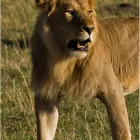 Business 2 image AFRICA VENTURE SAFARIS Travel Agents in Cape Town WC