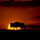 Business 4 image AFRICA VENTURE SAFARIS Travel Agents in Cape Town WC