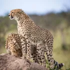 Business 2 image AFRICAN BUDGET SAFARIS Southern Africa travel deals in Cape Town WC