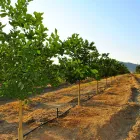 Business 5 image AFRICAN REALTY TRUST (PTY) LTD Fruit Packers And Distributors in Tzaneen LP