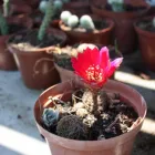 Business 1 image AIDAN'S GARDEN CARE SERVICES Tree Cutters in Stanford WC