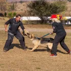 Business 7 image BCI PROTECTION SERVICES (PTY) LTD Training in Roodepoort GP