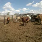 Business 3 image BEEF CATTLE FOR SALE WHATSAPP +27734531381 Livestock Farmers in Ngcobo EC