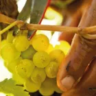 Business 2 image BLOEMENDAL WINE ESTATE Wine Tasting in Durbanville WC