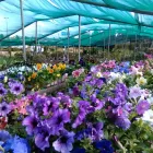 Business 2 image BT HOME STUDIOS Landscaping And Design in Johannesburg GP