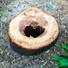 Business 3 image BUDGETTREEFELLERS Tree Felling in Port Elizabeth EC