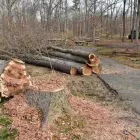 Business 5 image BUDGETTREEFELLERS Tree Felling in Port Elizabeth EC