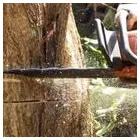 Business 2 image CAPE TOWN TREE FELLING Tree Surgery in Cape Town WC