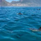 Business 5 image CAPTAIN JACKS Whale Watching in Cape Town WC