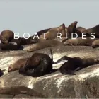 Business 6 image CAPTAIN JACKS Whale Watching in Cape Town WC