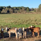 Business 1 image CATTLES FOR SALE WHATSAPP +27734531381 Livestock Farmers in Stoffberg MP