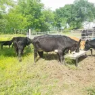 Business 2 image CATTLES FOR SALE WHATSAPP +27734531381 Livestock Farmers in Stoffberg MP