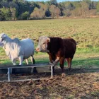 Business 3 image CATTLES FOR SALE WHATSAPP +27734531381 Livestock Farmers in Stoffberg MP