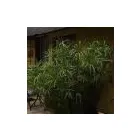 Maatskappy 7 beeld CHERRY COUNTRY LODGE Weddings in Midrand GP