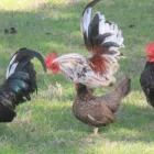 Business 1 image CHICKENS FOR SALE WHATSAPP +27734531381 Egg Layers in Mulima LP