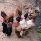 Business 2 image CHICKENS FOR SALE WHATSAPP +27734531381 Egg Layers in Mulima LP