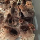 Business 3 image CHICKENS FOR SALE WHATSAPP +27734531381 Egg Layers in Mulima LP