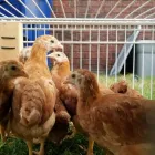 Business 5 image CHICKENS FOR SALE WHATSAPP +27734531381 Egg Layers in Mulima LP
