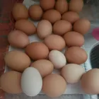Business 1 image CHICKENS TABLE & FERTILE EGGS WHATSAPP +27734531381 Poultry Farms in Parys FS