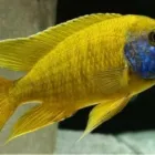 Maatskappy 3 beeld CICHLID WAREHOUSE Lake Victoria Cichlids in Krugersdorp GP