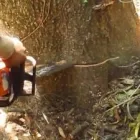 Maatskappy 4 beeld CLUSTER-WEST Tree Felling in Pretoria GP
