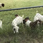 Business 1 image DAIRY & BEEF GOATS FOR SALE WHATSAPP +27734531381 Livestock Farmers in KwaNzimakwe KZN