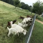 Business 2 image DAIRY & BEEF GOATS FOR SALE WHATSAPP +27734531381 Livestock Farmers in KwaNzimakwe KZN