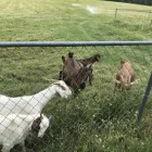 Business 3 image DAIRY & BEEF GOATS FOR SALE WHATSAPP +27734531381 Livestock Farmers in KwaNzimakwe KZN