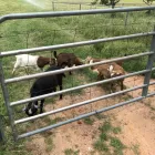 Business 4 image DAIRY & BEEF GOATS FOR SALE WHATSAPP +27734531381 Livestock Farmers in KwaNzimakwe KZN