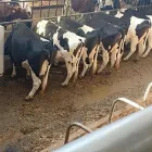 Business 2 image DAIRY CATTLE FOR SALE WHATSAPP +27734531381 Livestock in eNtokozweni MP