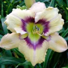 Maatskappy 1 beeld DAYLILIES ONLINE Where to Buy in Benoni GP