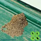 Business 1 image DPEST PEST CONTROL SERVICES Wasps in Cape Town WC