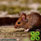 Business 3 image DPEST PEST CONTROL SERVICES Wasps in Cape Town WC