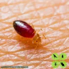 Business 5 image DPEST PEST CONTROL SERVICES Wasps in Cape Town WC