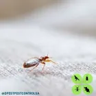 Business 7 image DPEST PEST CONTROL SERVICES Wasps in Cape Town WC
