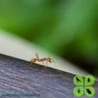 Business 8 image DPEST PEST CONTROL SERVICES Wasps in Cape Town WC