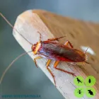 Business 9 image DPEST PEST CONTROL SERVICES Wasps in Cape Town WC