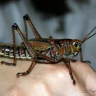 Maatskappy 1 beeld ECO SLAYER CAPE TOWN wasp control in Cape Town WC