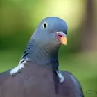 Maatskappy 5 beeld ECO SLAYER CAPE TOWN wasp control in Cape Town WC