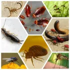 Maatskappy 8 beeld ECO SLAYER CAPE TOWN wasp control in Cape Town WC