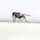 Maatskappy 10 beeld ECO SLAYER CAPE TOWN wasp control in Cape Town WC