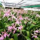 Business 2 image EIKENHOFF ORCHID NURSERY south africa orchid in Stanford WC