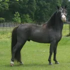 Maatskappy 1 beeld HORSE FOR SALE WHATSAPP +27734531381 Livestock in Cape Town WC