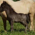 Maatskappy 3 beeld HORSE FOR SALE WHATSAPP +27734531381 Livestock in Cape Town WC