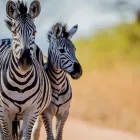 Maatskappy 5 beeld LALUKA SAFARI LODGE Safari Lodge in Vaalwater LP