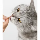 Business 6 image LITTLE CAT AND BOW WOW PTY LTD Pet Shops in Cape Town WC