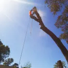 Maatskappy 4 beeld LOCAL TREE FELLING SERVICES | BUDGET TREE FELLERS Tree Felling Or Stump Removal in Port Elizabeth EC