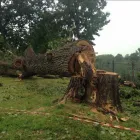 Maatskappy 6 beeld LOCAL TREE FELLING SERVICES | BUDGET TREE FELLERS Tree Felling Or Stump Removal in Port Elizabeth EC