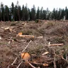 Maatskappy 12 beeld LOCAL TREE FELLING SERVICES | BUDGET TREE FELLERS Tree Felling Or Stump Removal in Port Elizabeth EC